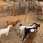 6 جفار محايليه بلدي