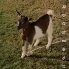ماعز قزمي