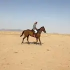 فرس سبوق