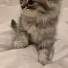 ياجماعه تكفوننن ابي قطوه لتبني عمرها يكون شهور