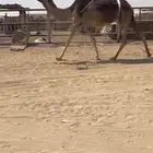 عشرا ام ثلاث