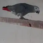 جوز كاسكوا فاخر