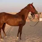 فرس شعبيه جزيريه فاخره
