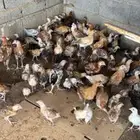 صيصان فروخ دجاج بلدي محصن