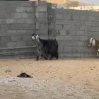 عنز شهباء
