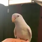 روز البينو هدد خارجي وداخلي