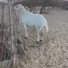 خروف فحل على الشرط