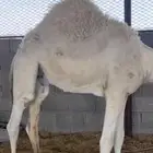 موجود حشو شحم