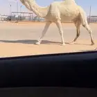 بعير فحل اوضح طيب ومنتج