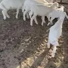 بهم تربيه