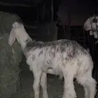 للبيع خروف مشروع فحل