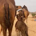 خلفه مصغر ساحليه(( تم البيع ))