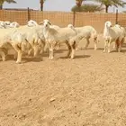 رخال حريات حرش صنف الصنف الفاخر