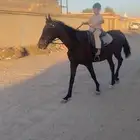 حصان شعبي