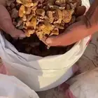 تمر نفيع العدد 200 كيس