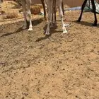 قعود اوضح فردي