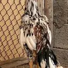 طقم سندي فاخر نسل غبشان