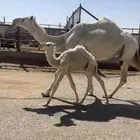 للبيع العشرا الي حدرها قعود السن سديس السوم 12500