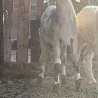 طلي عمره 3 شهور وزود او 3 شهور ونص ظهره طيب طرفه طيب