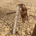 محايليات صنف