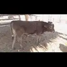 للبيع ثور العمر ست اشهر يشرب حليب وعلف برسيم