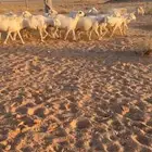 غنم حريات كفو