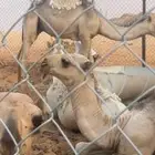 قعود كفو حيسوني