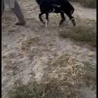 مرياع على الحبل