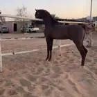 حصان واهو شيخ و البيع شعبي
