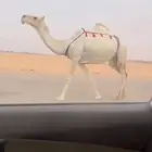خفوت ضروبه ضريبه وضحا طيبه