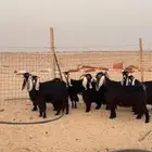 معزا عوارض صنف
