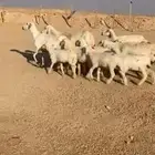 غنم حري اربع معها 8 سلم وروم