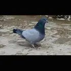 ذكر فرش بارلس