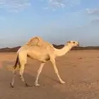 ناقه ضريبه