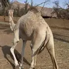 قعود وبكره للبيع