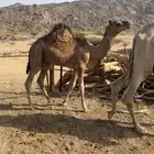 قعود للبيع