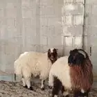 خروف نعيمي جذع يضحي