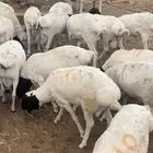 برابر مرابي جذعان