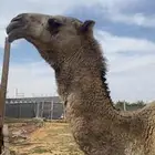 خلفه منيحه ثنيه تربع