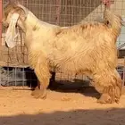 تيس اصفر خصم