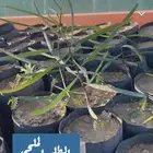 تم تغير الاسعار الشتلات البريه2024