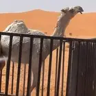 بكرة باتليه بنت الشيخ ولد حراق الضويلع