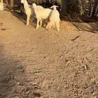 رخال حرية مقنوي ( تم البيع )