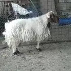 فحل نعيمي ينسف له مقطع فديو