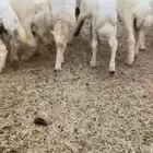 رخال