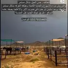 ايواء خيل تدريب ركوب