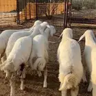 رخال صنف