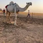 عشراء مبيوع ولدها اليوم غييثيه بكر في ديدها