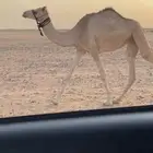 بكره حقه عمانيه هجن