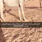 للبيع ناقه خلفه وضحا تحتها قعود سنها ثنو وعلى جميع الشروط